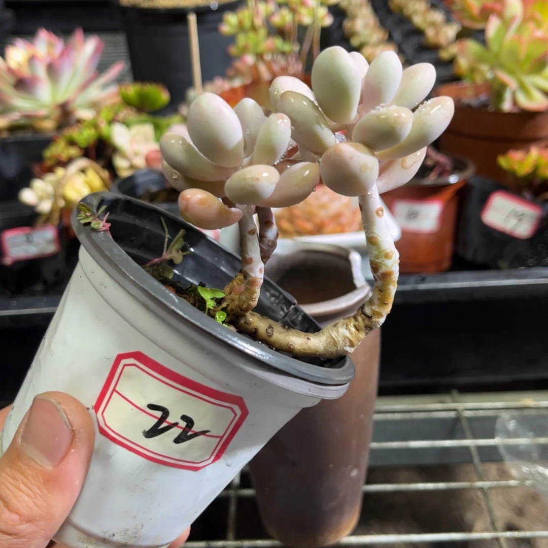 22号桃蛋只发新疆