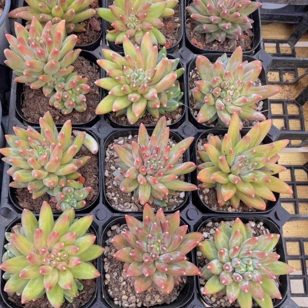 845号 炫彩乌拉克拉单头起一个