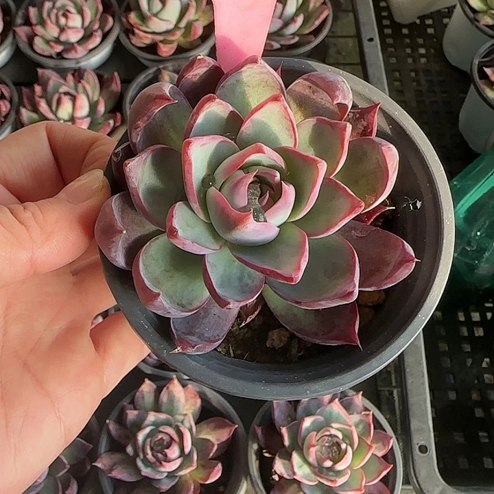 10 惊鸿仙子多肉植物6-9cm