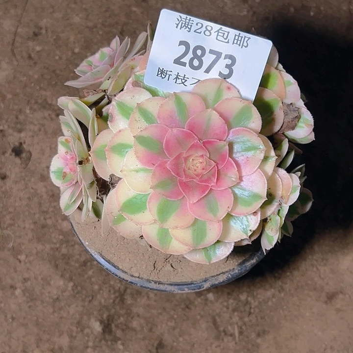 2873倾城多肉植物保护