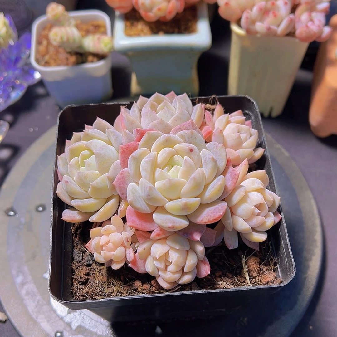 T****糖紫罗兰琥珀，多肉植物