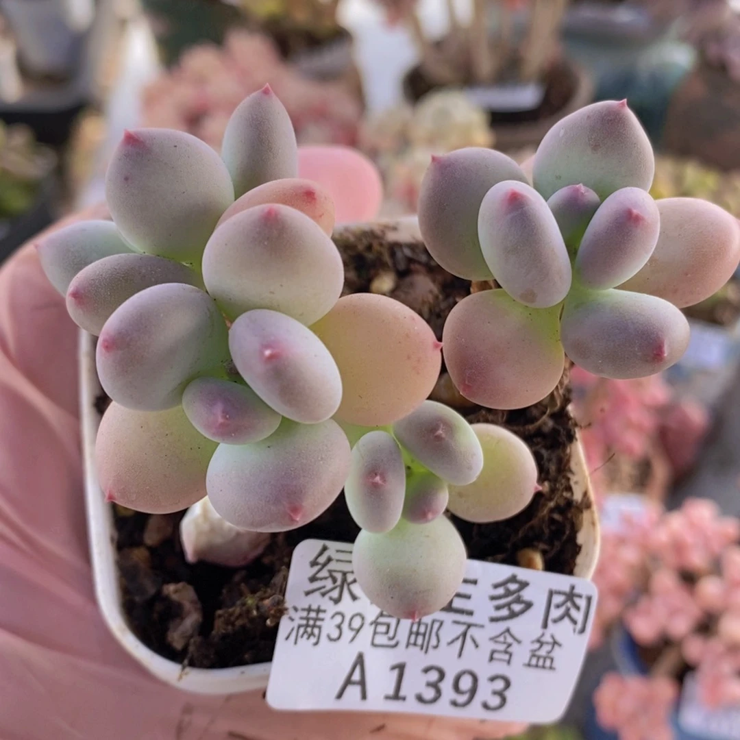 四代苹果奶6cm1393多肉植物