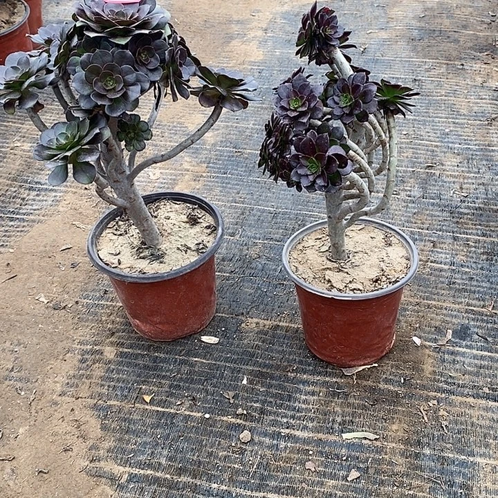 3，2颗多肉法师多肉法师