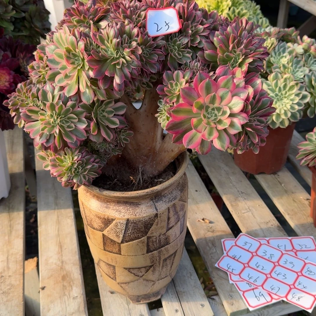 鹤*花好月又圆2025030625