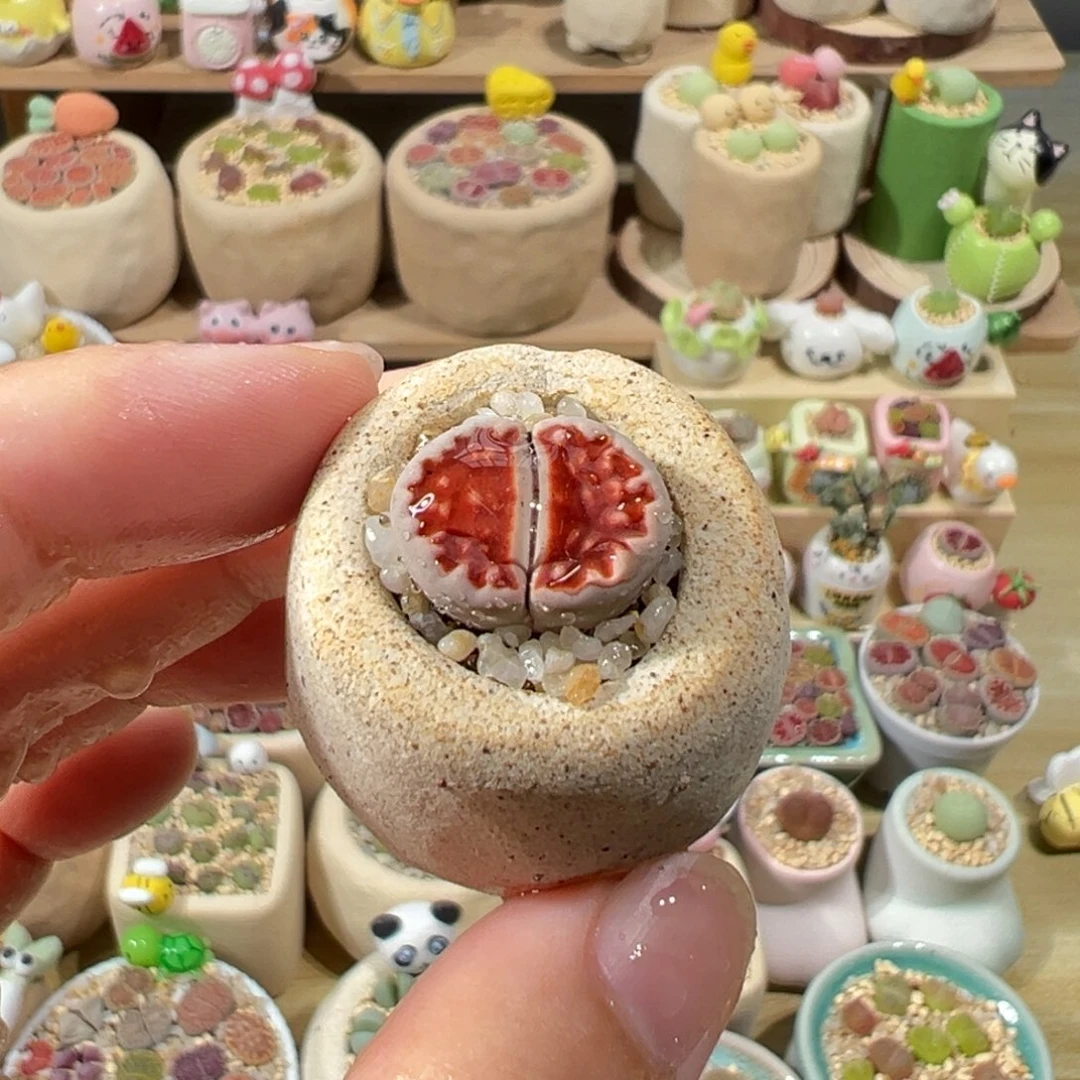 多肉植物3号红色生石花