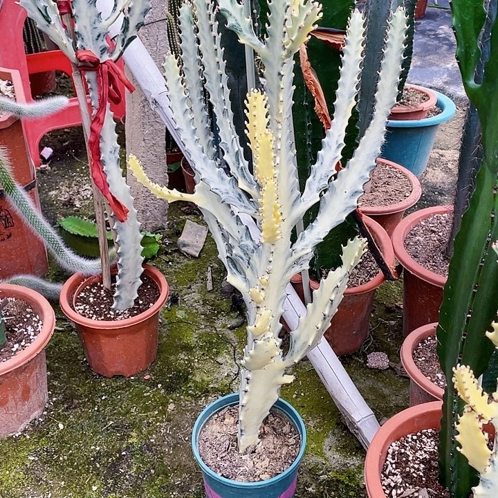 威***威完全开放白龙骨裸根发货