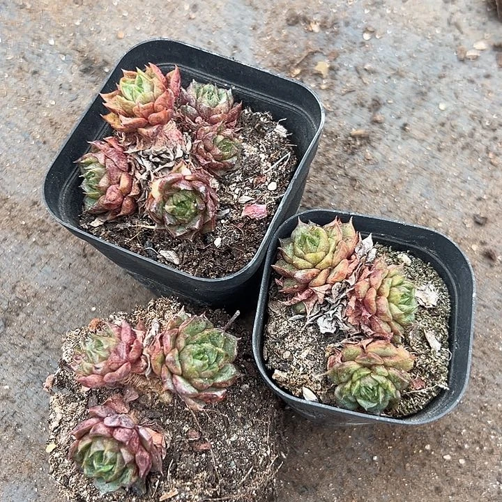 无花朵血滴子3盆。