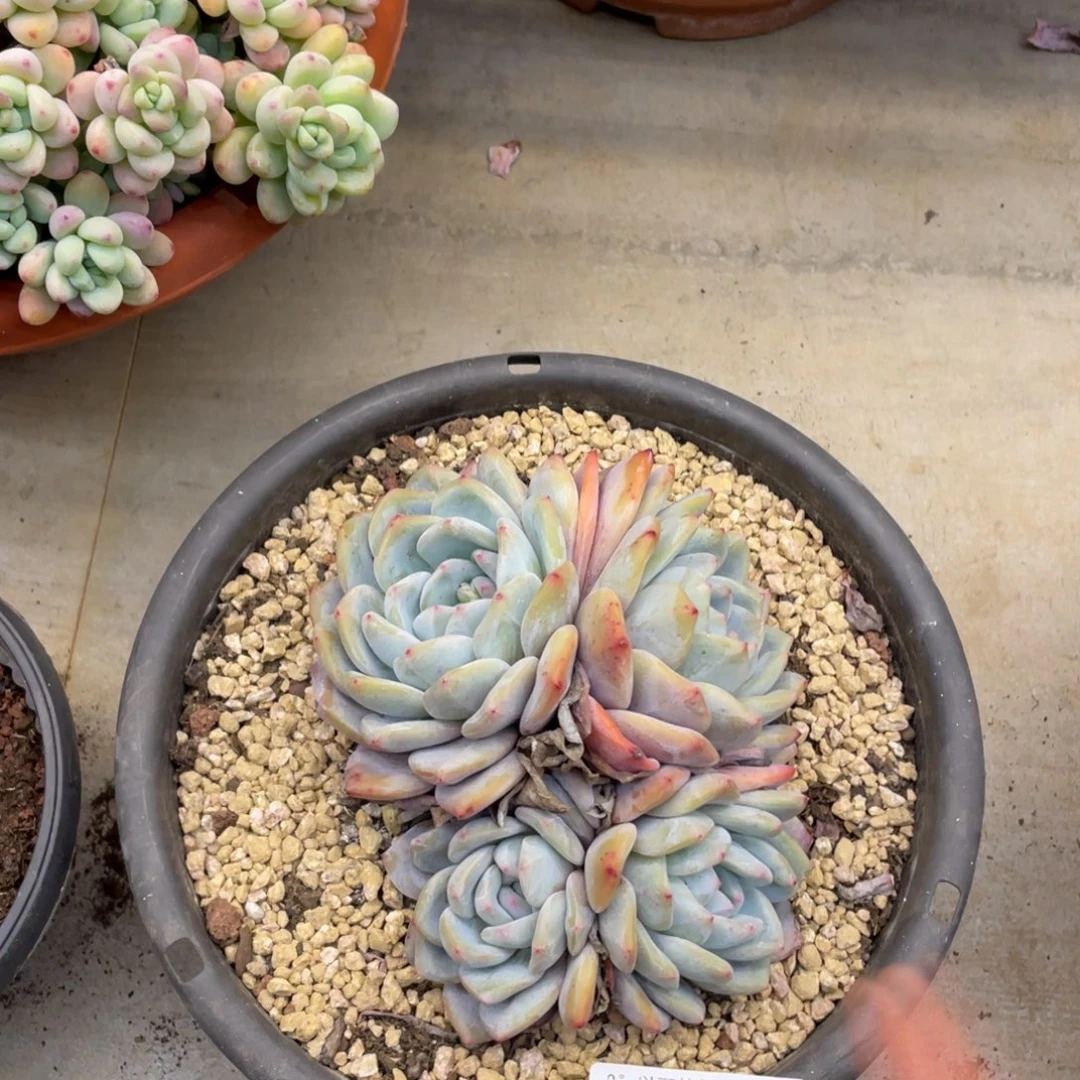 黑大帅多肉362紫皮新颖