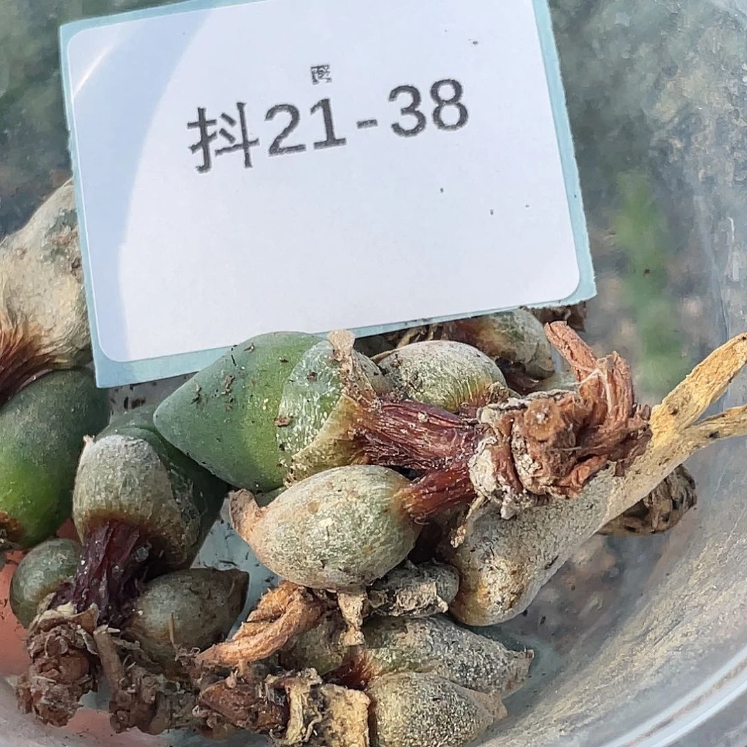 猪***儿21-38肉锥多肉植物