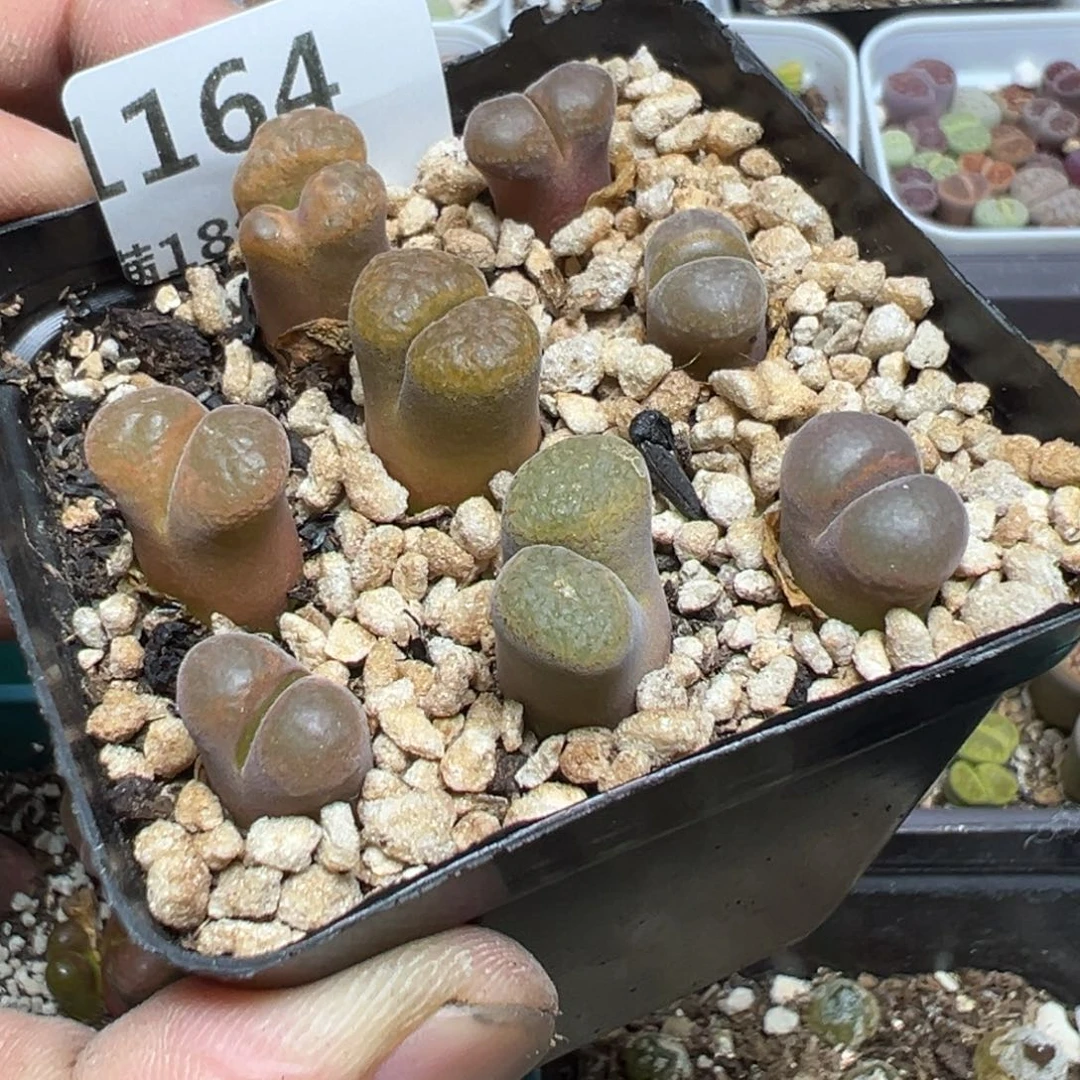 【闪购商品】 1164。