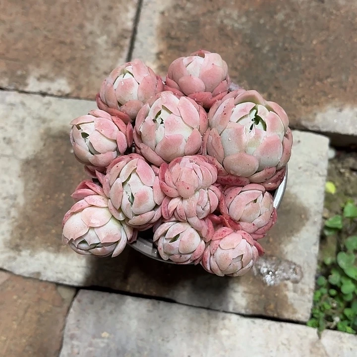 胭脂贝瑞群9厘米盆参考