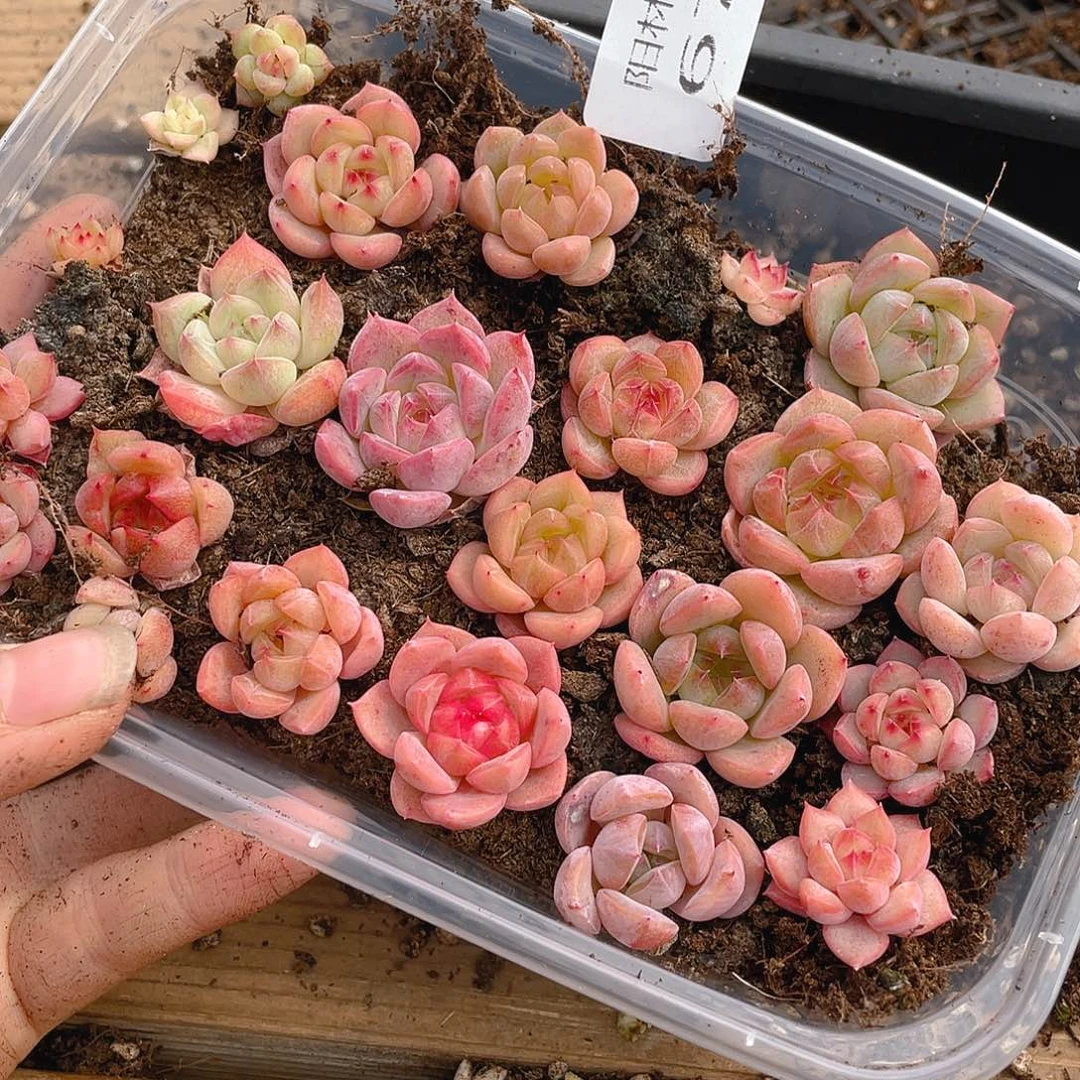 多肉植物多肉植物672