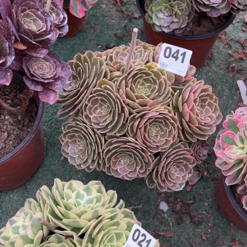 巧***峰041粉花妖朵朵多肉