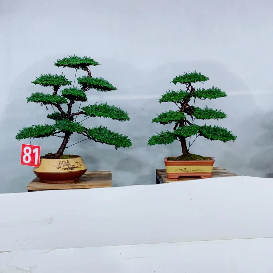 原生龙爪松盆景盆栽