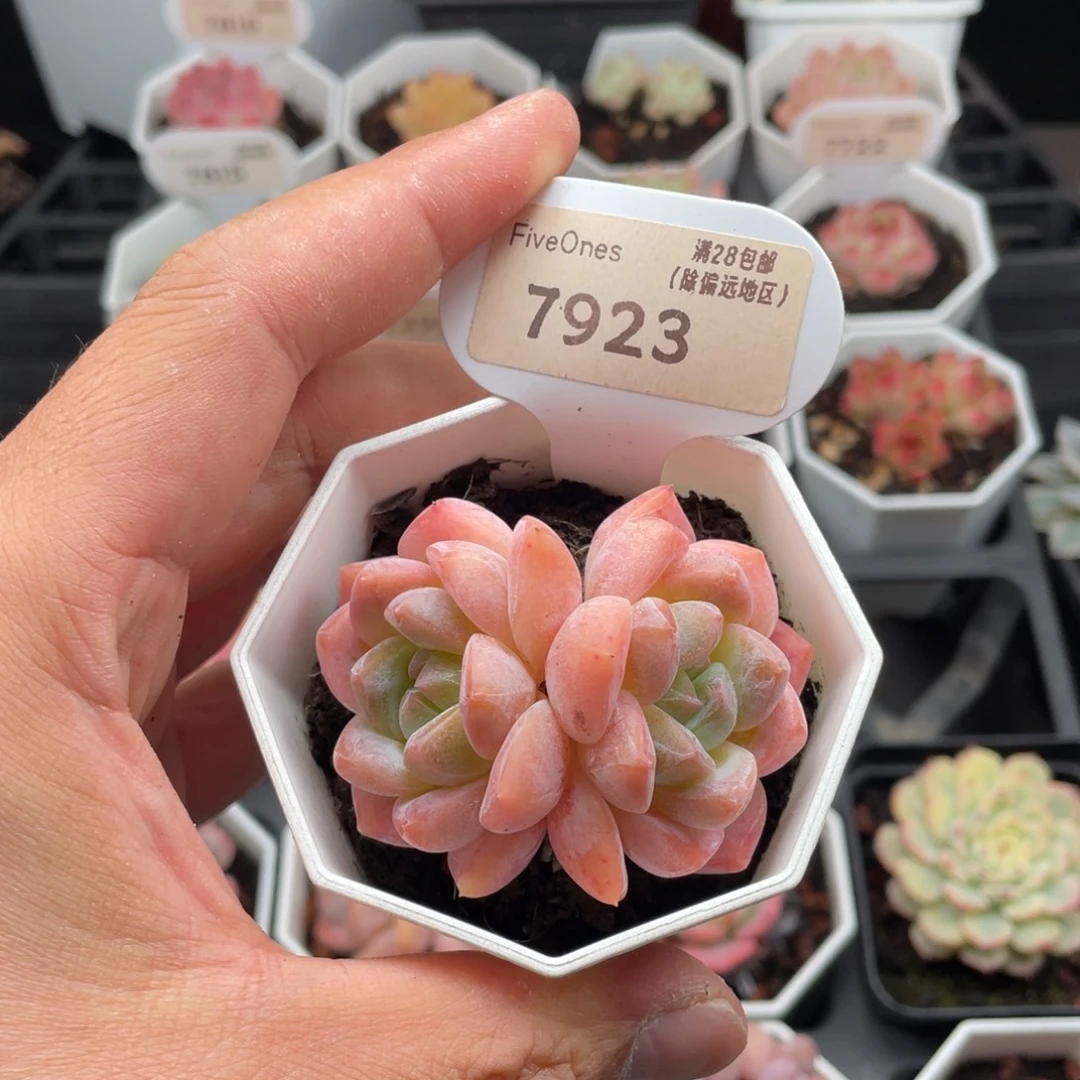 和田玉7923-6厘米