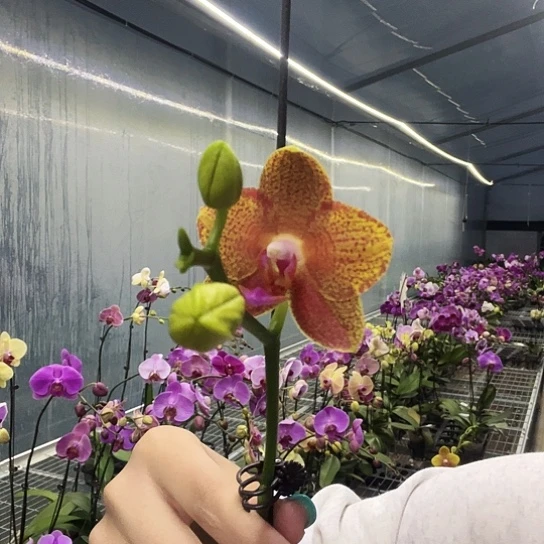 完全开放Y714香味蜡质小花
