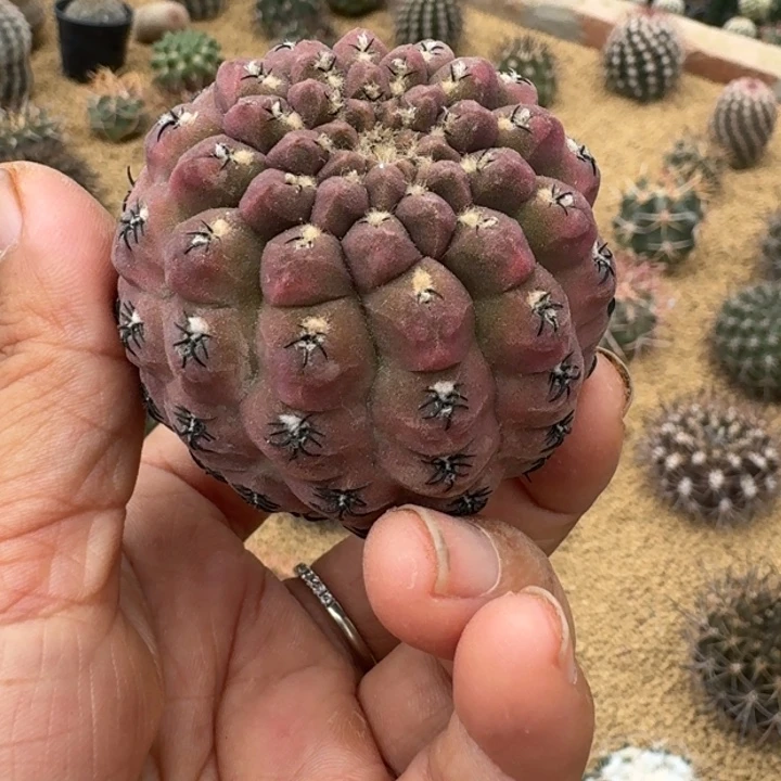 仙人球，豹头，有根