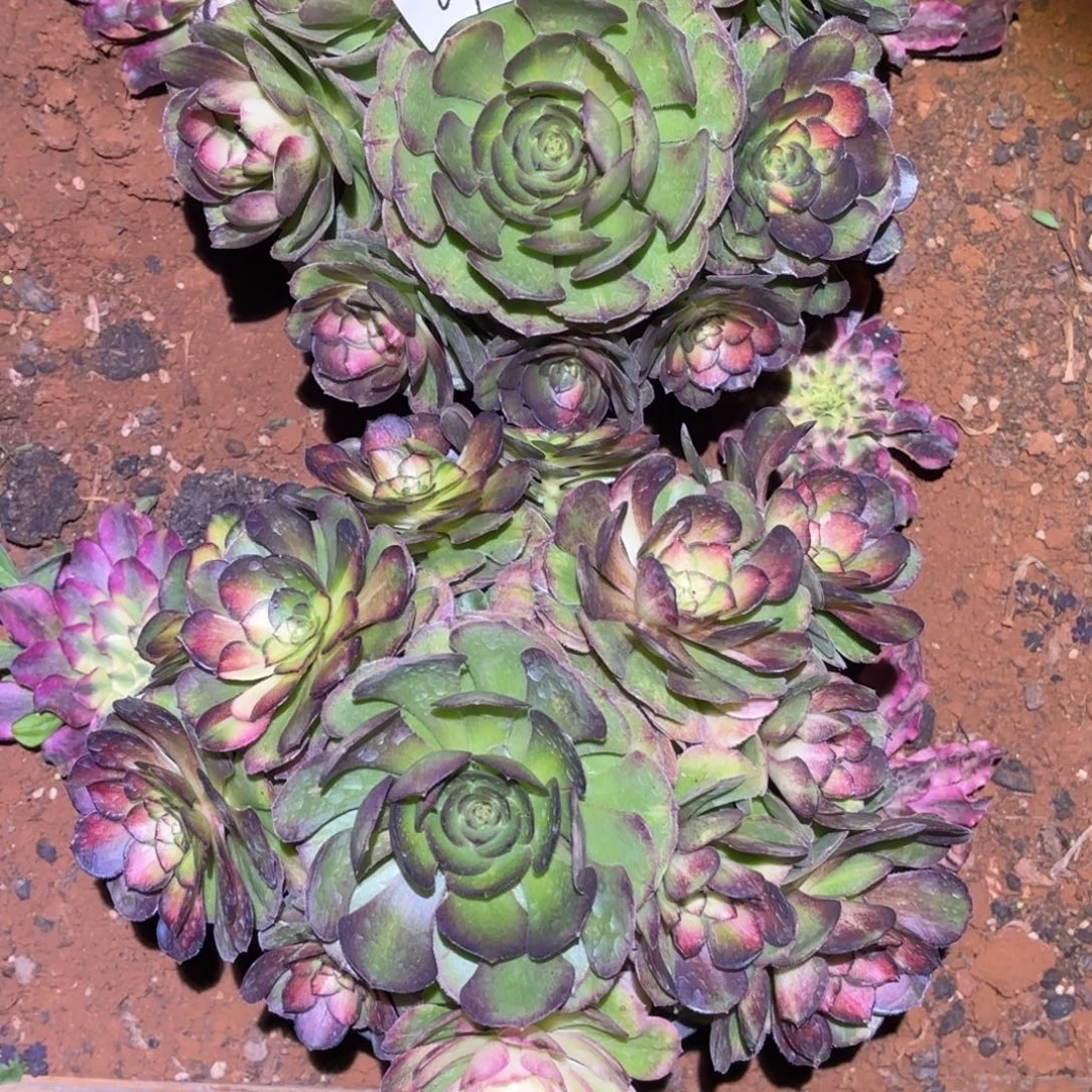 云南多肉植物海王七彩