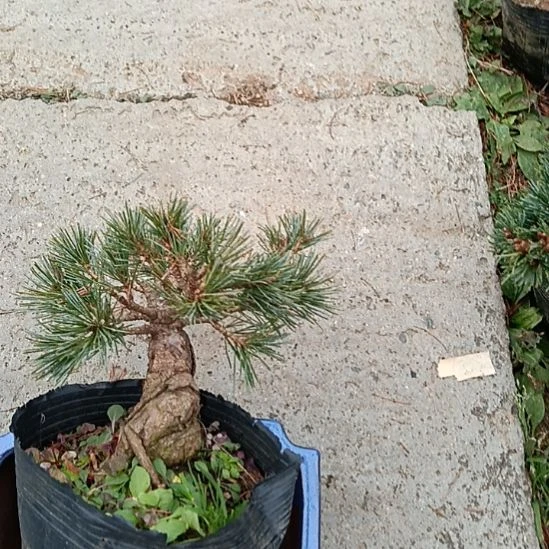 贵品大板松杨梅盆景微型