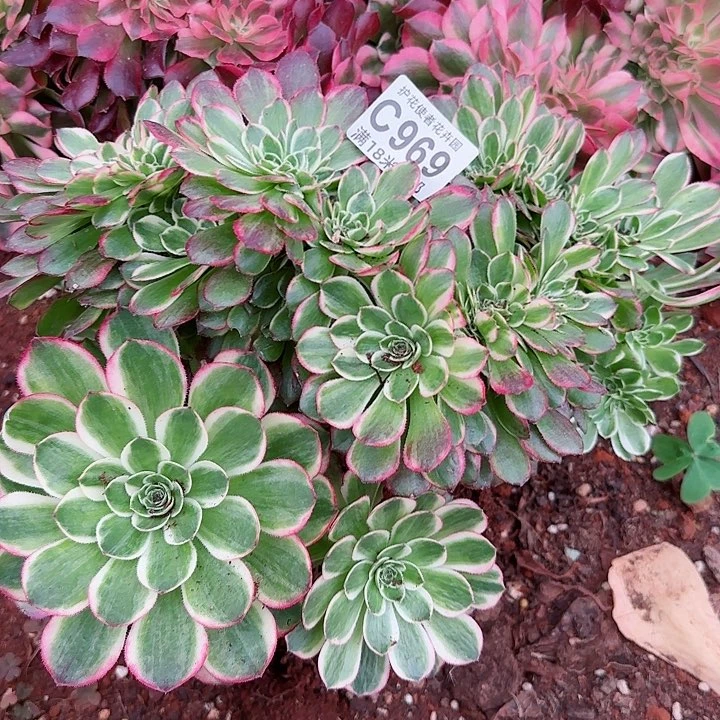 多肉法师海王朵朵缀化