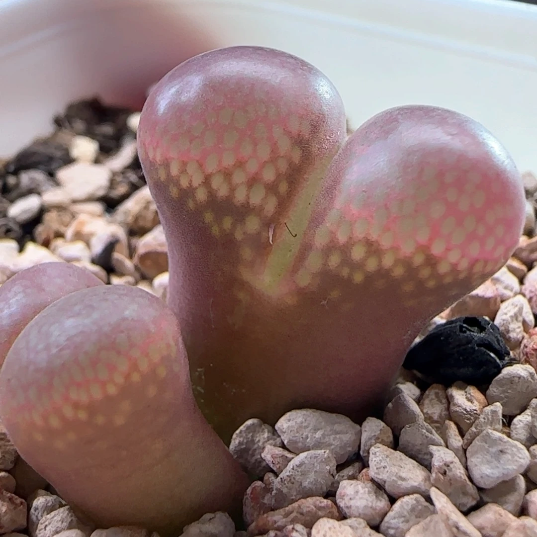 0479/1802.1/黑眼豆豆/