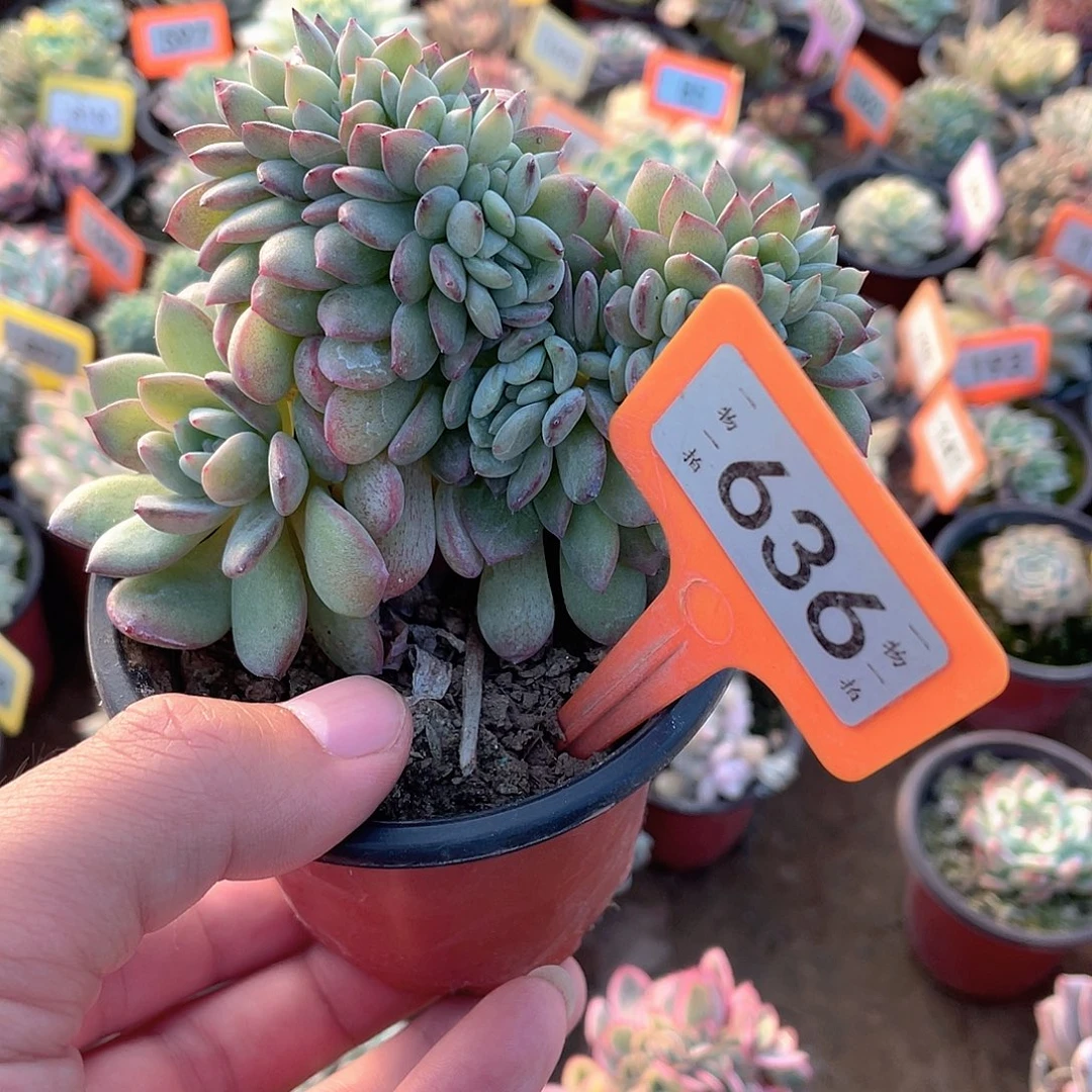 喜***悦636号多肉植物盆栽