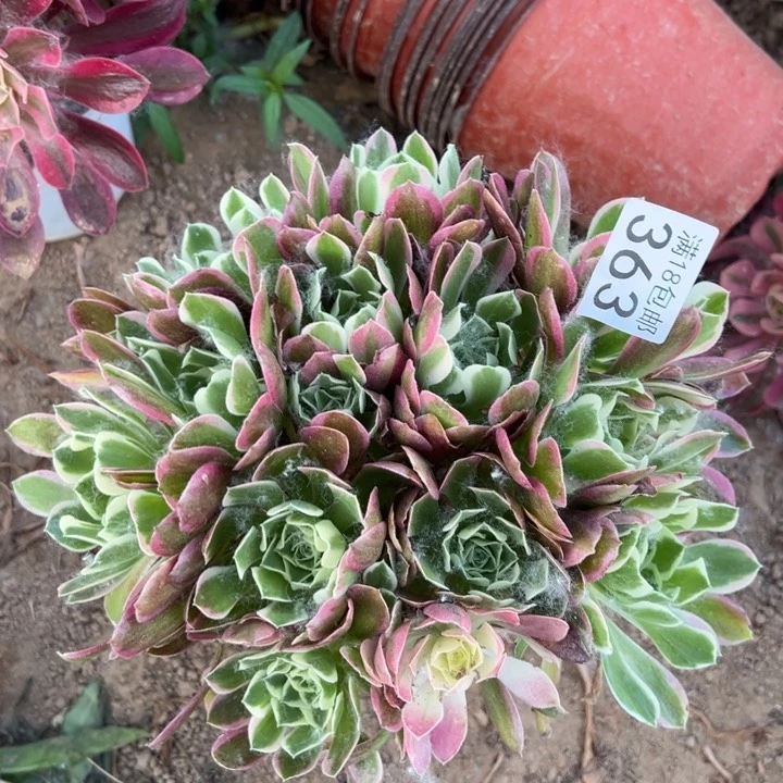 无花朵363雨花石绣球4号棚