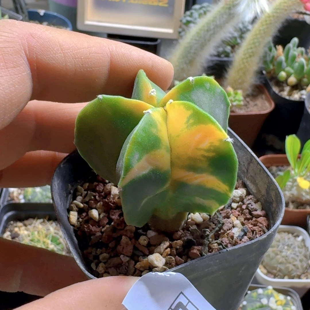 508鸾凤玉锦脱土发货