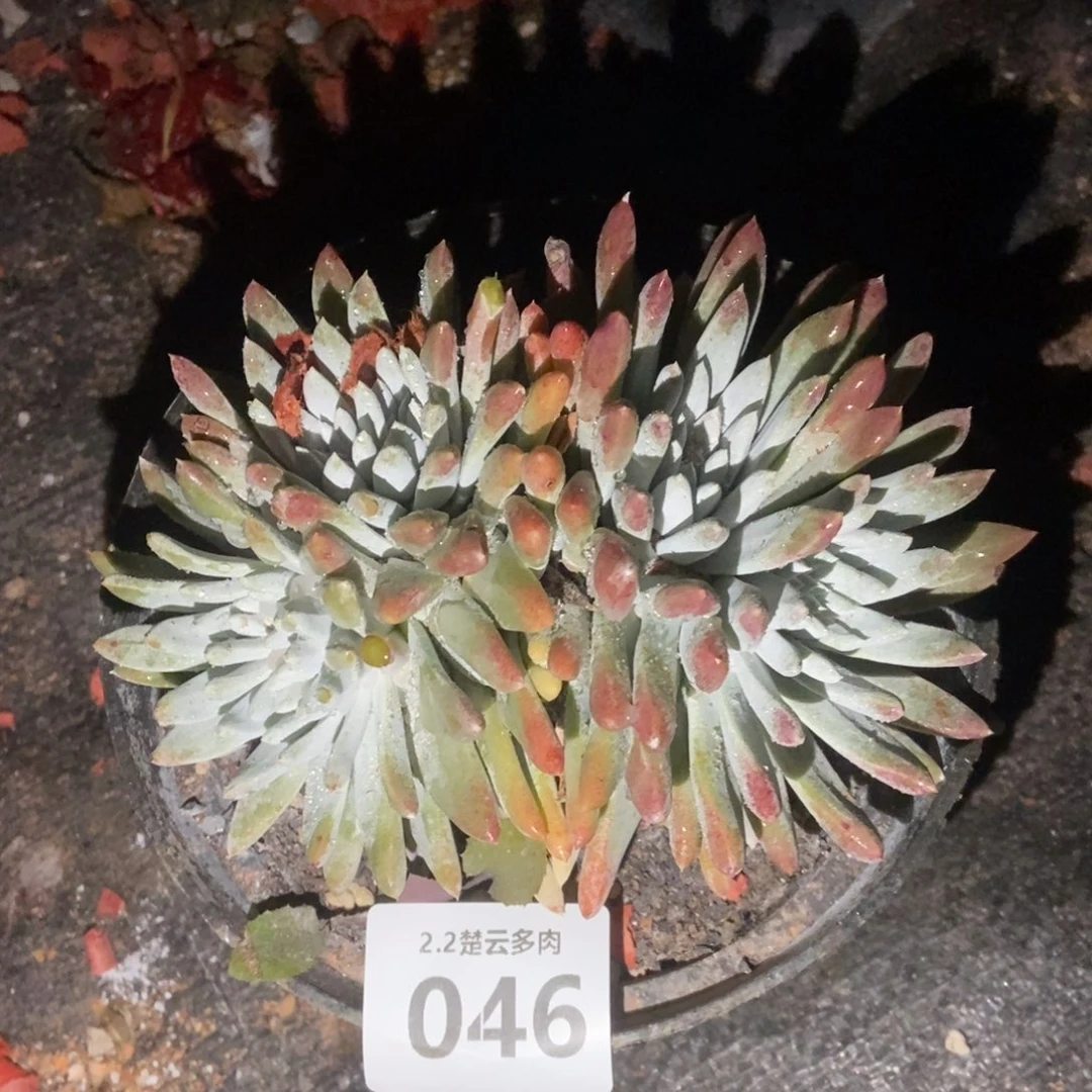 046白姆多肉植物