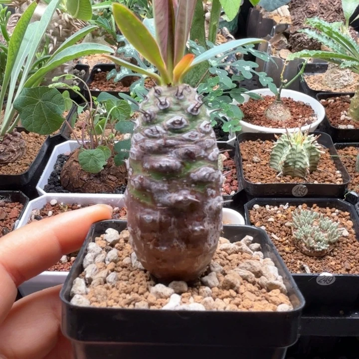 瓶干麒麟 220 仙人球