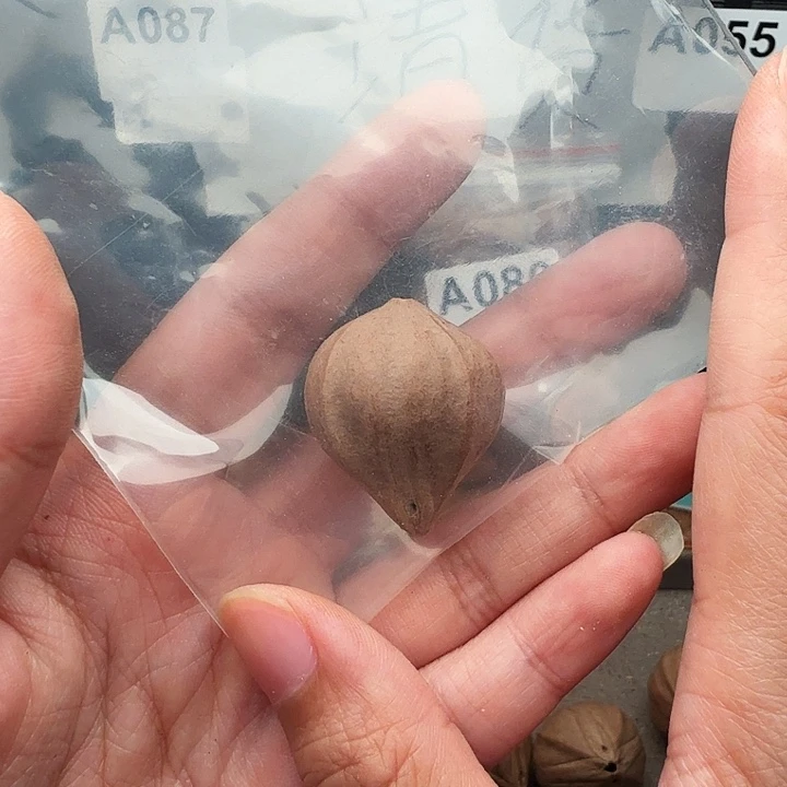 有***歌手串/手链橄榄核橄榄