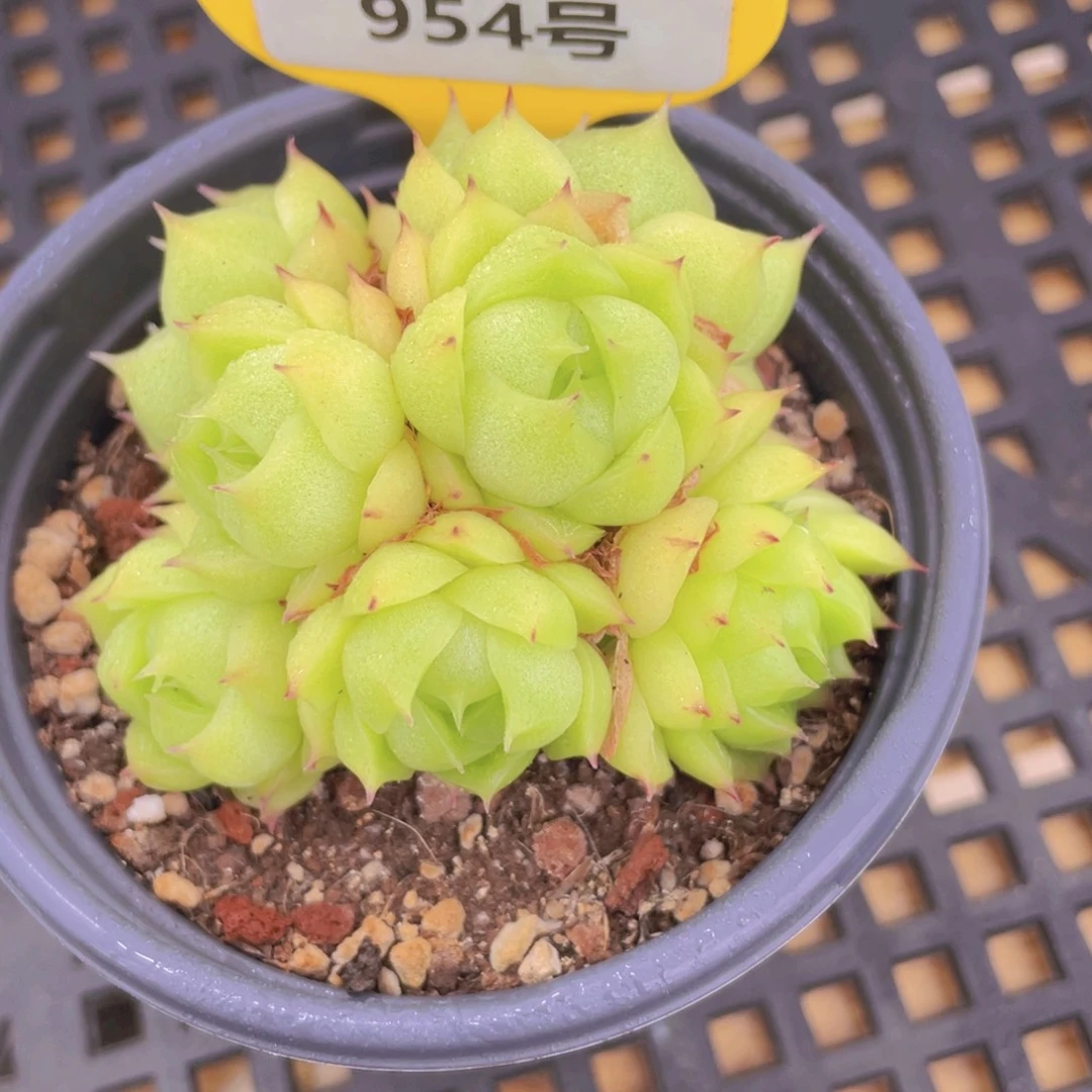 954号 睫毛麦秆多头群