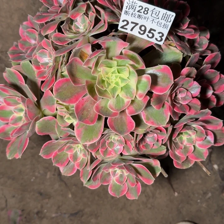 27953女妖多肉植物