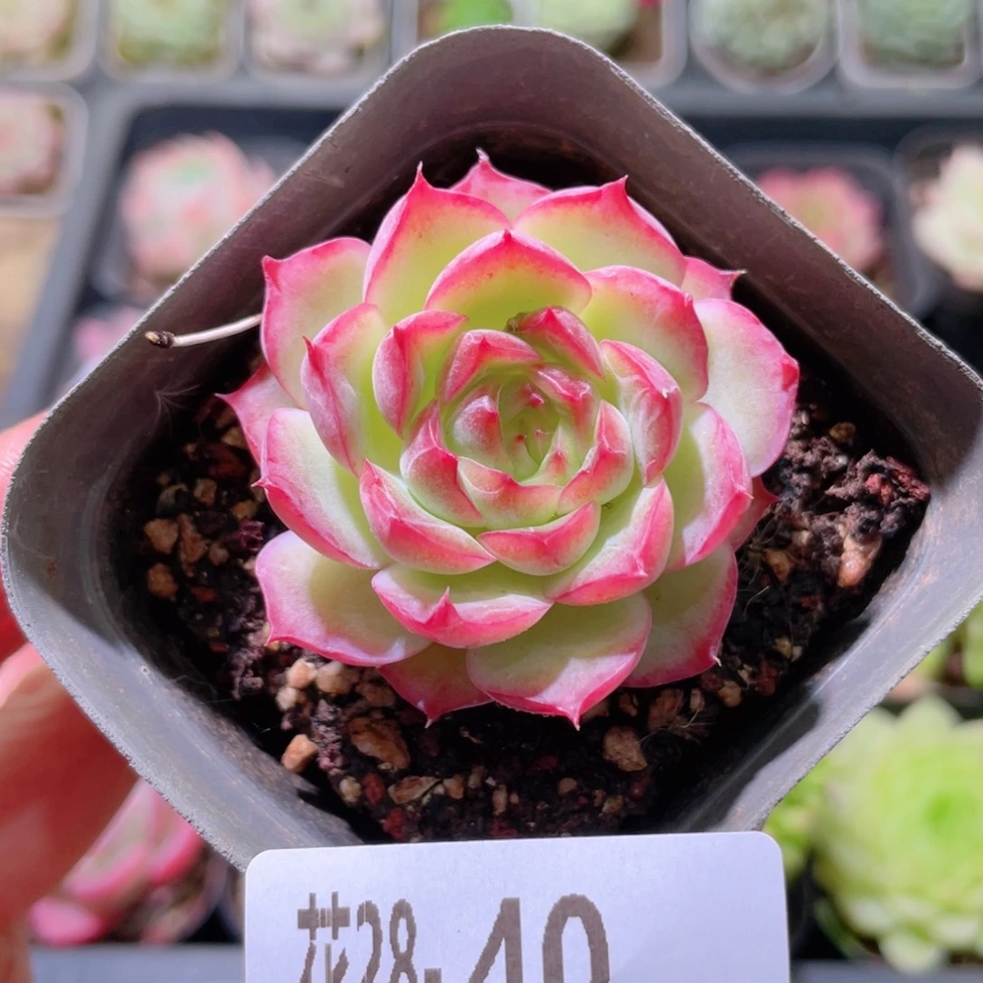 花利美28-40云梦仙子