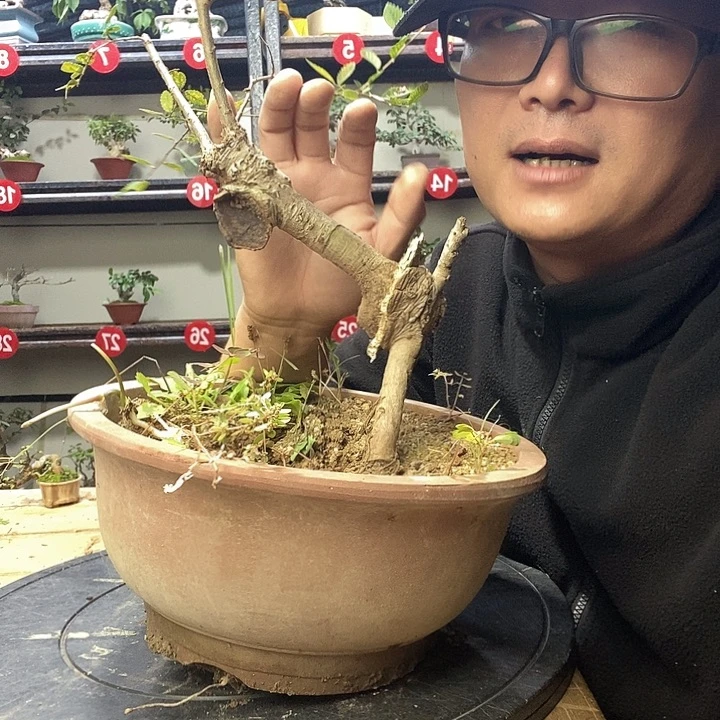 小***田无花朵小叶榔榆一个