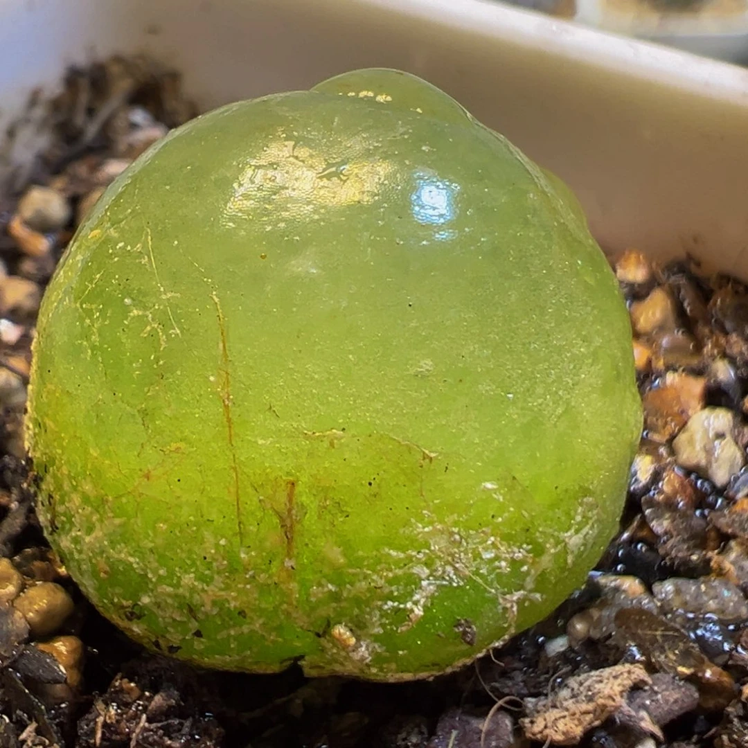 91多肉植物百科知识