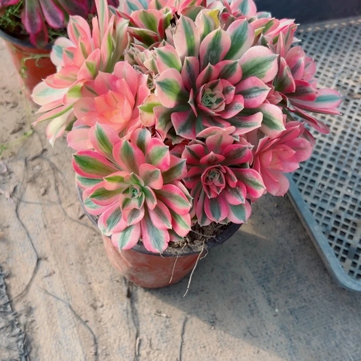 621女巫多肉植物