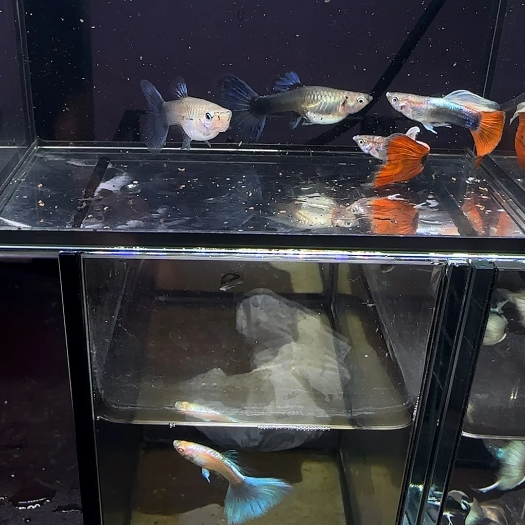 孔雀鱼紫礼服跑红两对