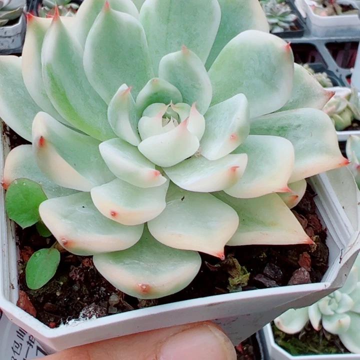 吉娃娃锦多肉植物328
