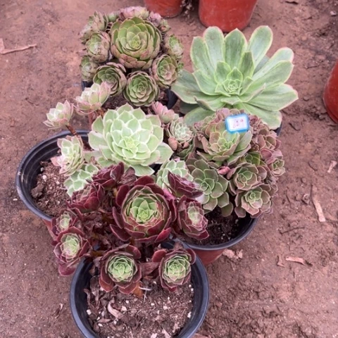 629多肉植物组合，