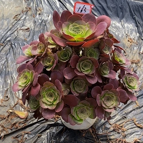 魅金玫瑰老桩捧花163号