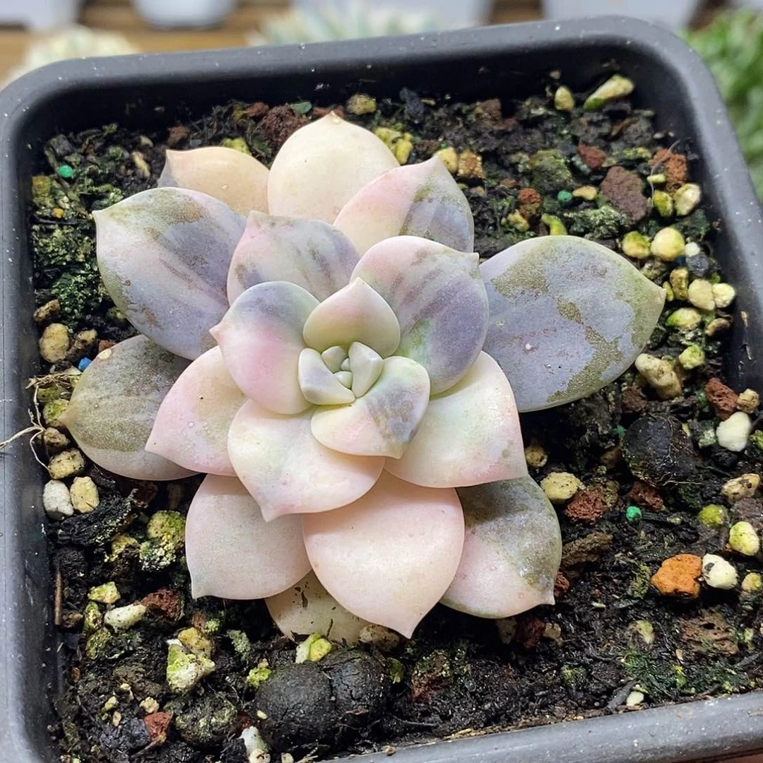 2919 华丽风车花脸锦 需延时发货