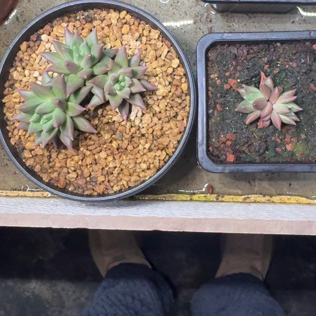 狼牙个体 叶插 一物一拍