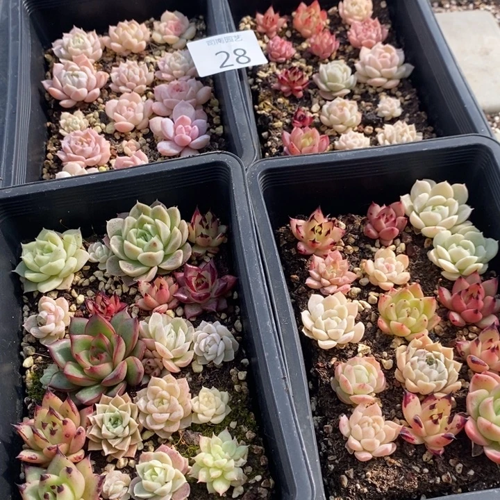 28 多肉植物盆栽花卉