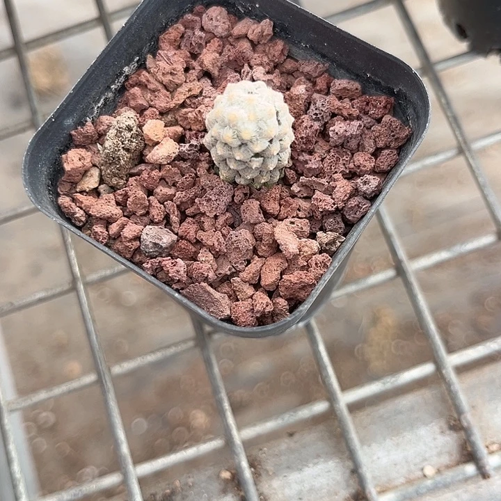 我也不知道我为什么要这样