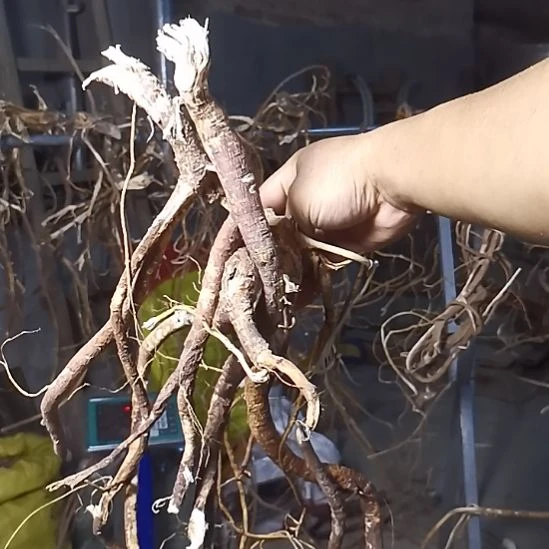 中国大陆广西野生五指毛桃新鲜