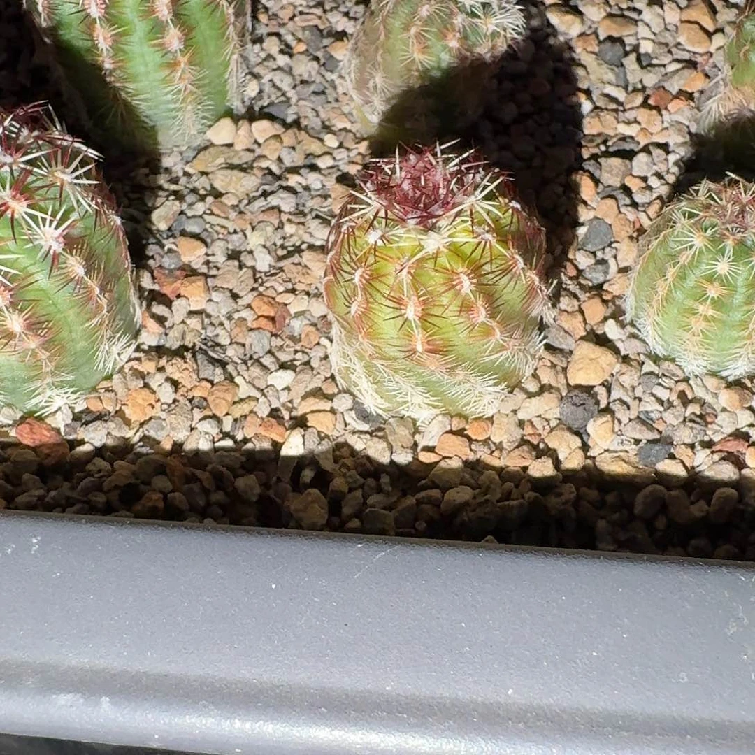 用****0花花花花花花花花花