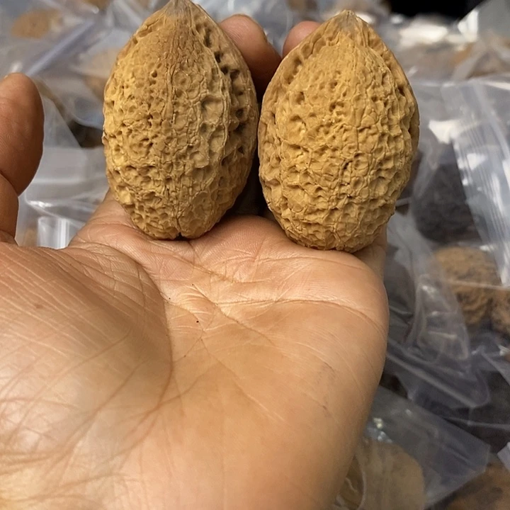 核桃云南铁核桃基地31