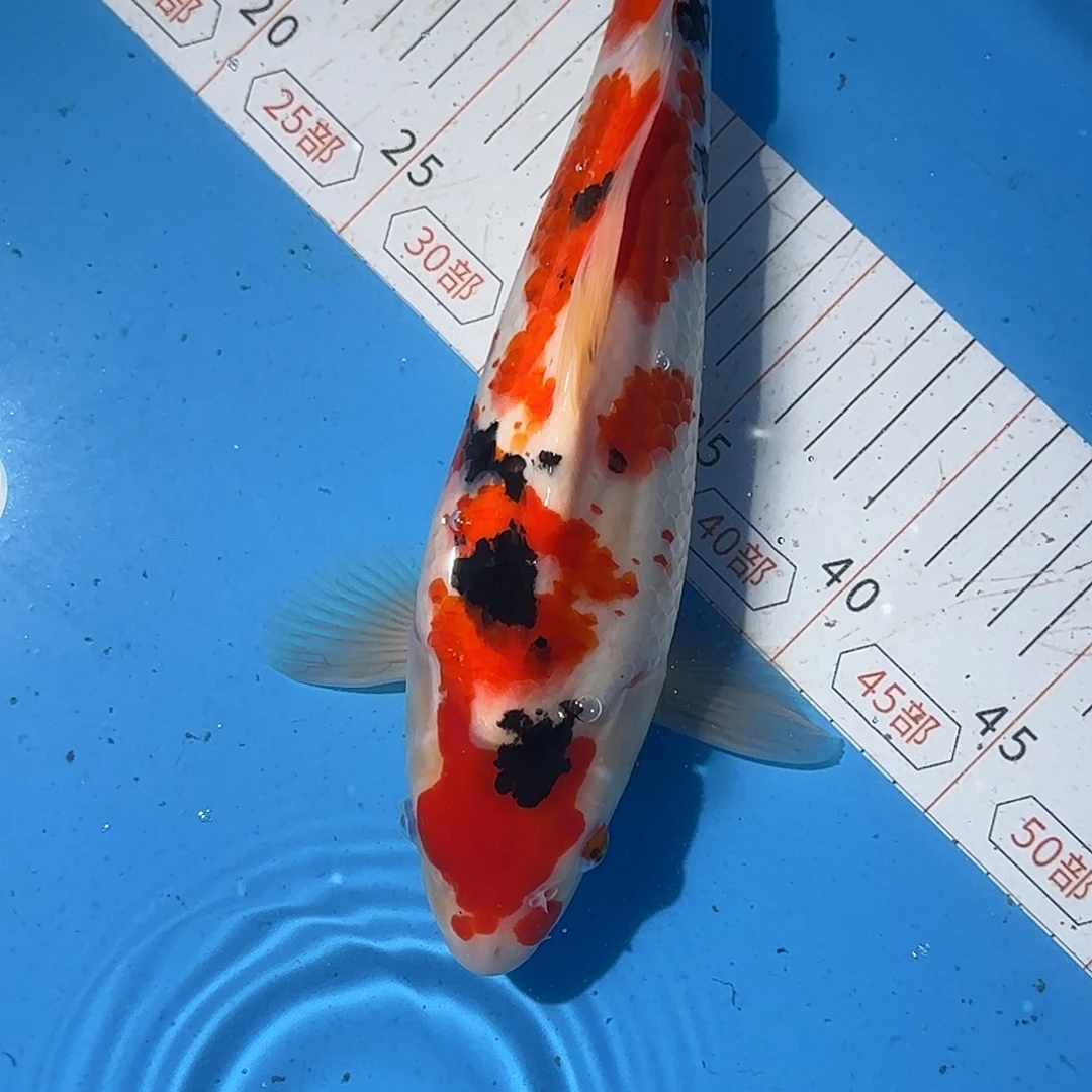 锦鲤32厘米元宝体公母不明