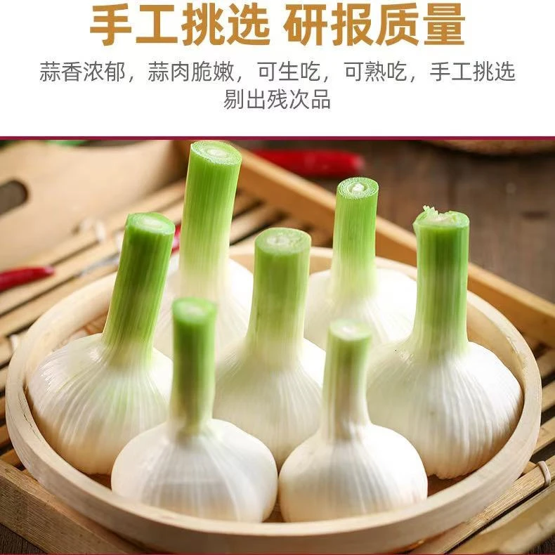 2025山东白皮多瓣蒜咸蒜湿蒜农家大蒜糖醋蒜咸蒜